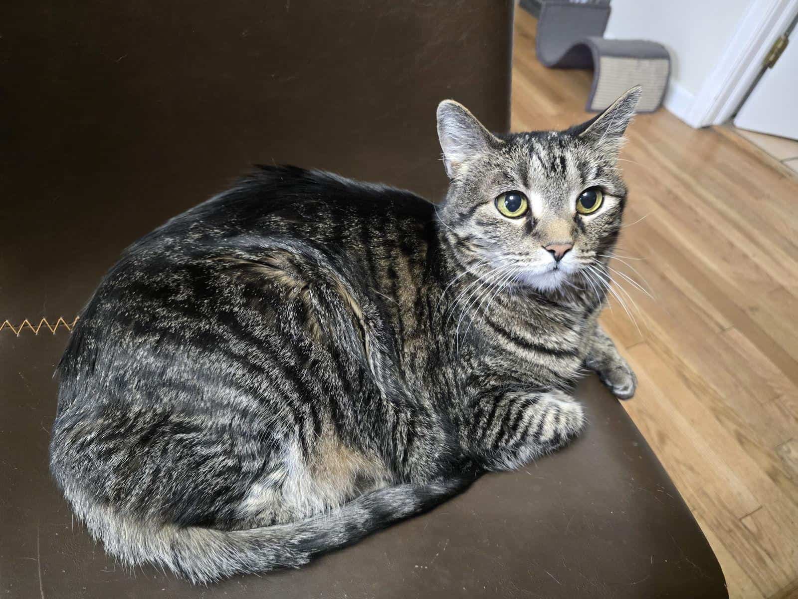 Rehoming cat image 1
