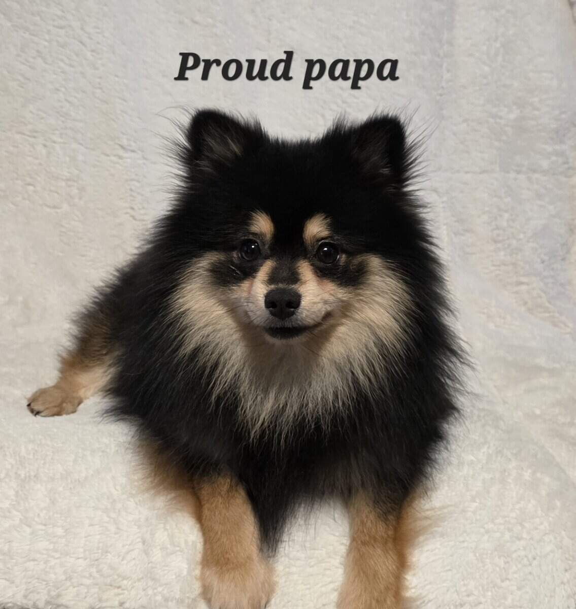 Pomeranian puppies image 10