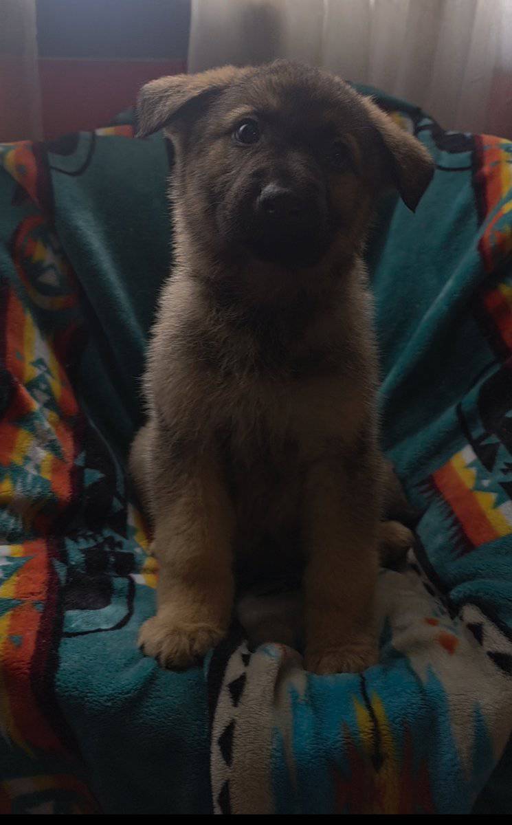 Shepherd mix image 1