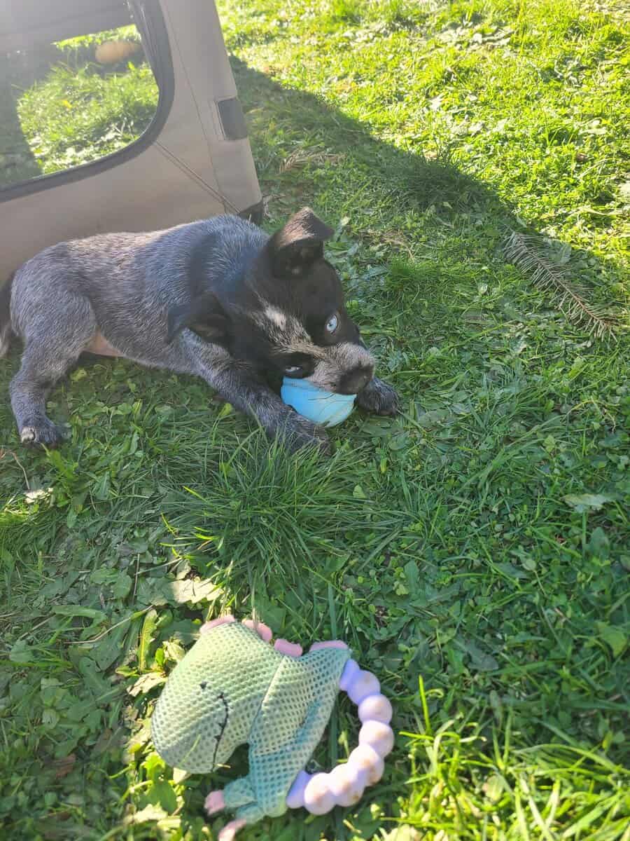 3 Blue Heeler Puppies image 5