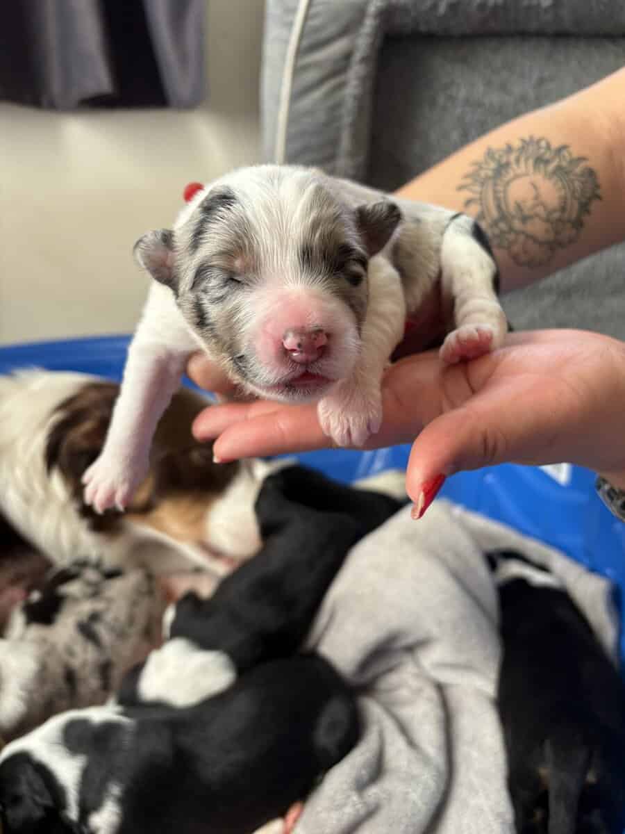 Australian Shepherd Puppies image 14
