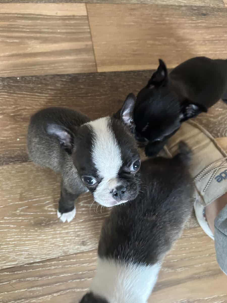 Bugg Puppies image 10