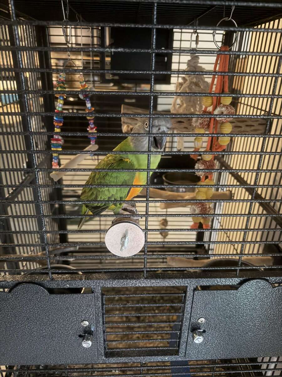 Senegal Parrot image 1