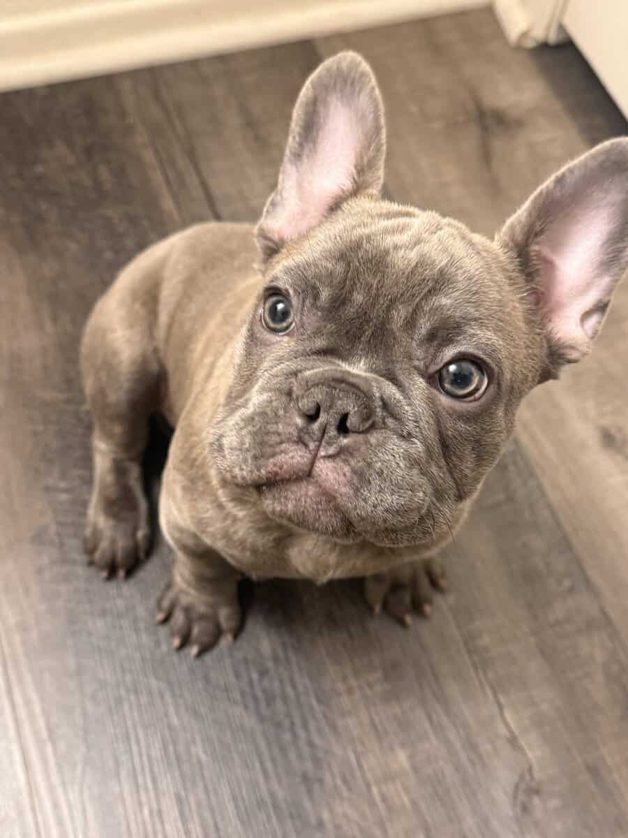 French bull dog puppy image 2