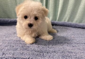 Maltese Puppy