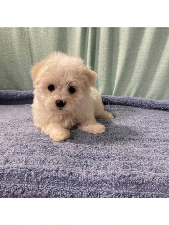 Maltese Puppy image 1
