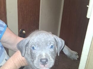 American pitbull terrier female puppy