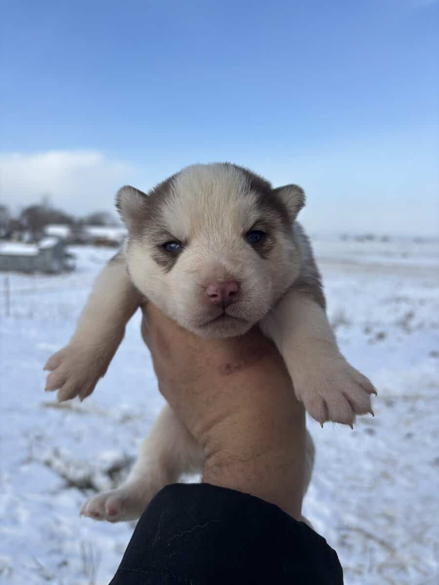 4 week old Alaskan Huskies puppies ready soon image 1