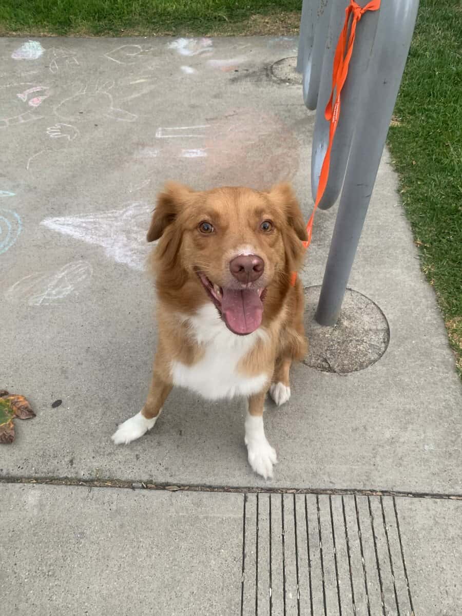 Rehoming image 1