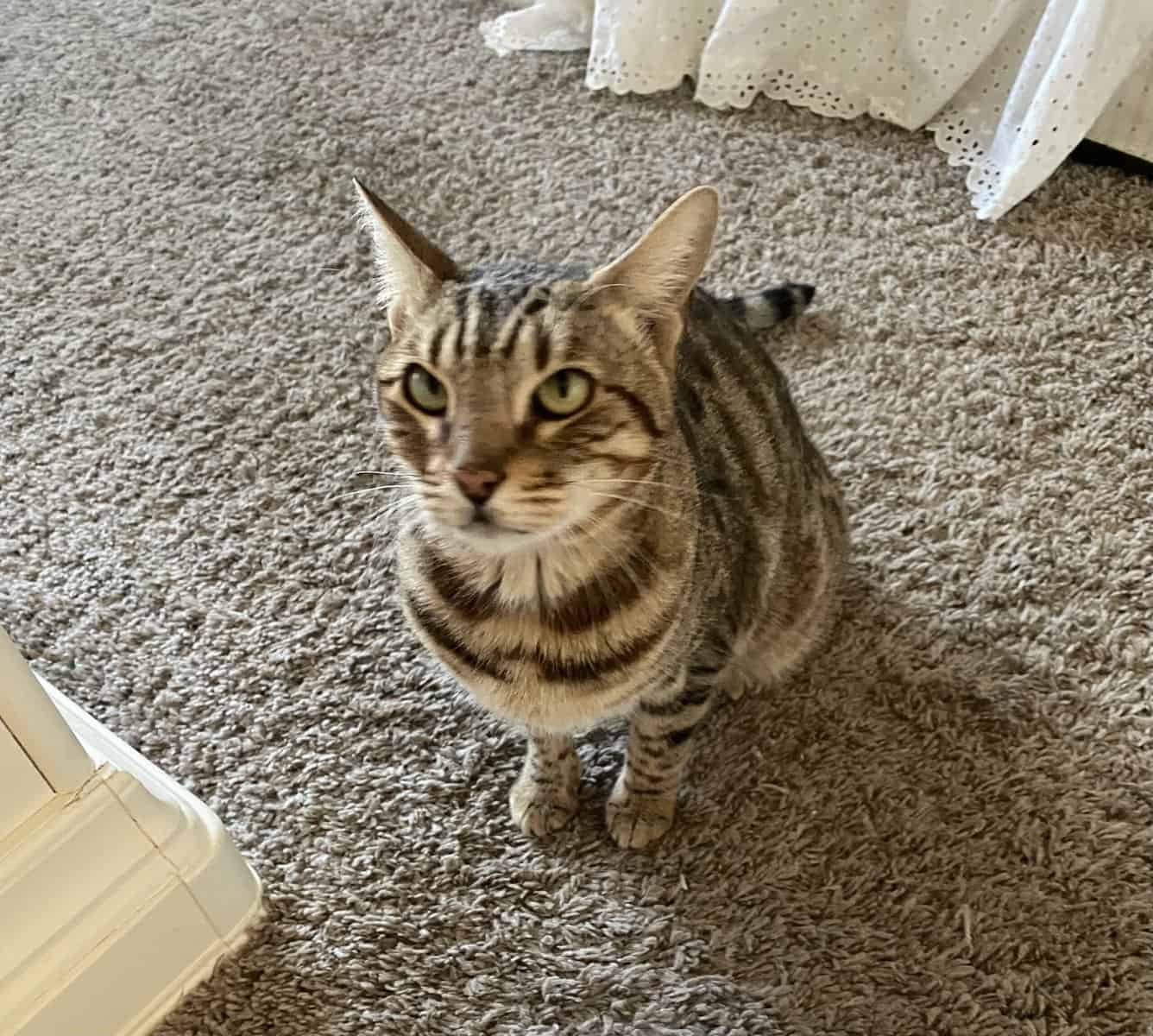 2 yr old female Bengal image 1