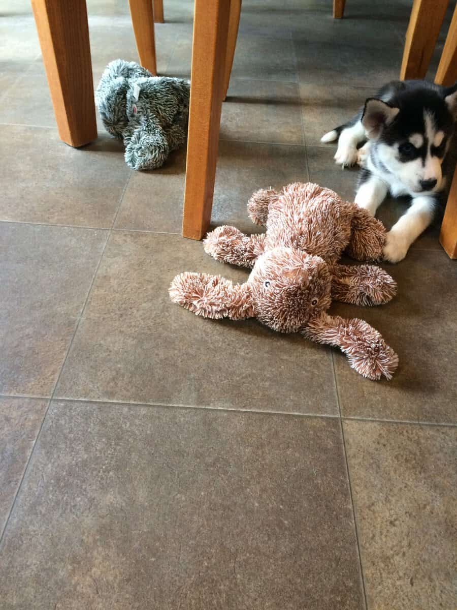 AKC Registered Female Brown & White Siberian Husky image 1