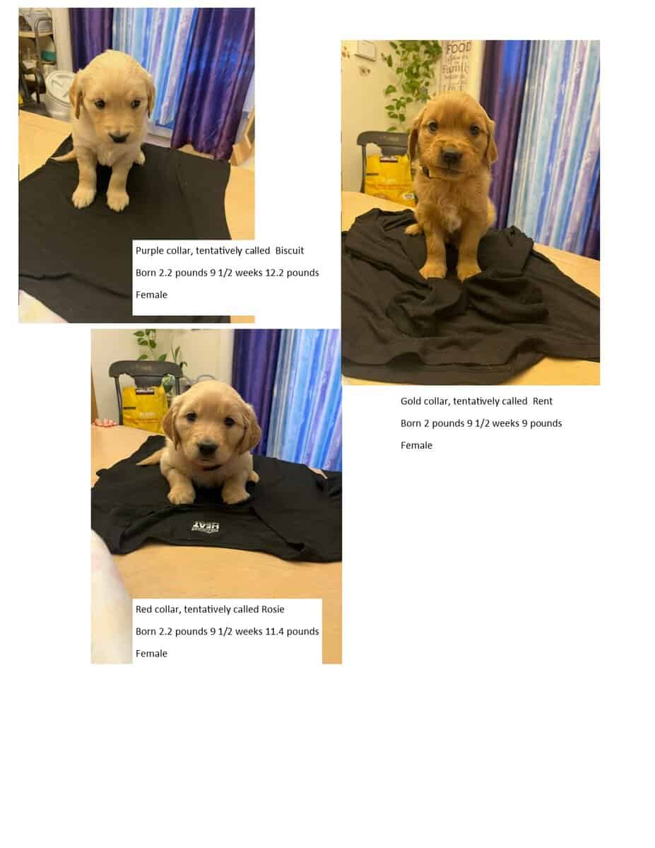 Golden Retriever Puppies image 3