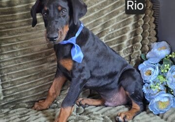 HALF OFF SPECIAL “Rio”