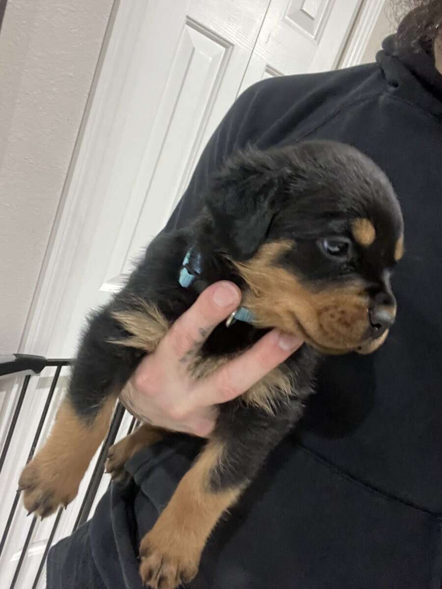 Light Blue Collar Rottweiler image 2