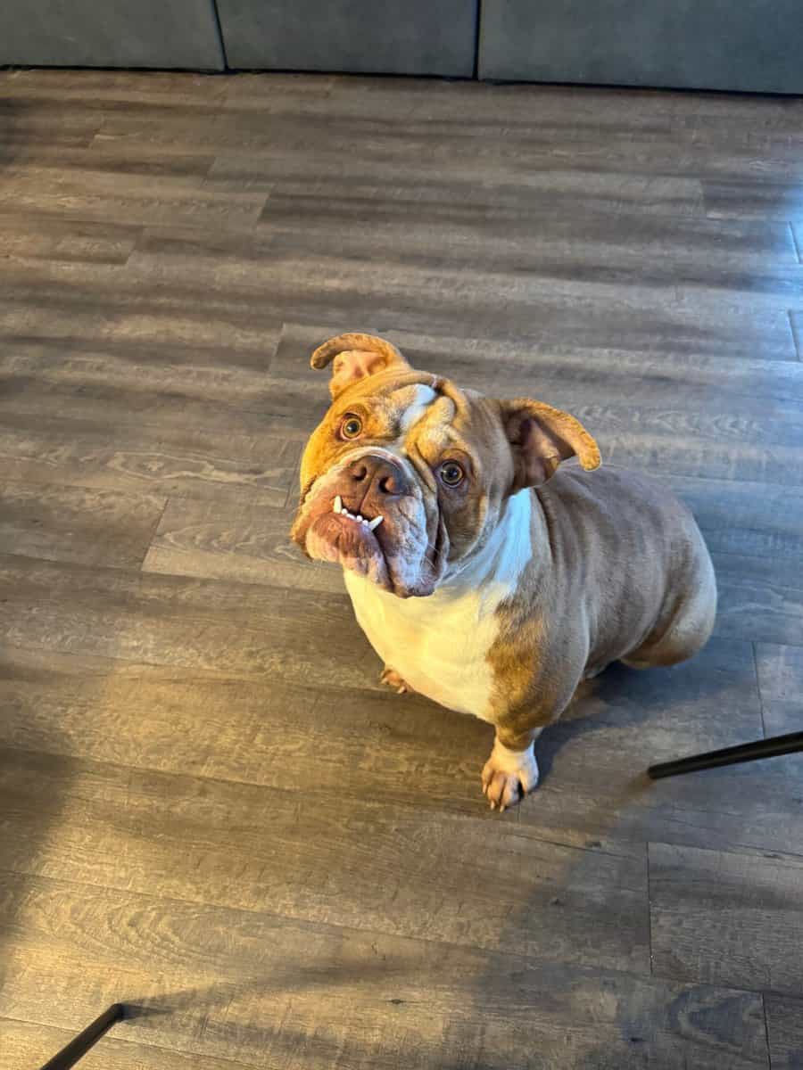 Olde English Bulldog image 1