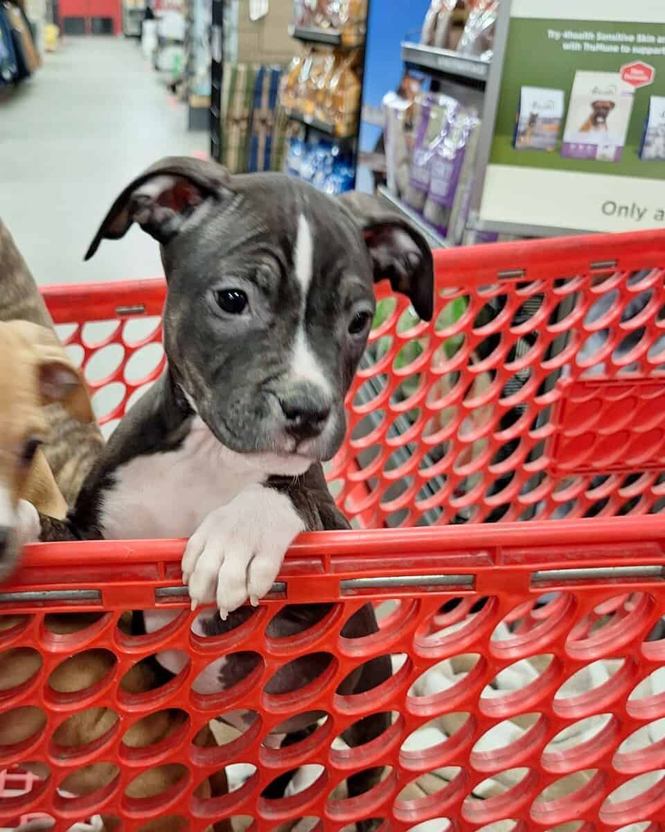 UKC American Pit Bull Terrier image 1