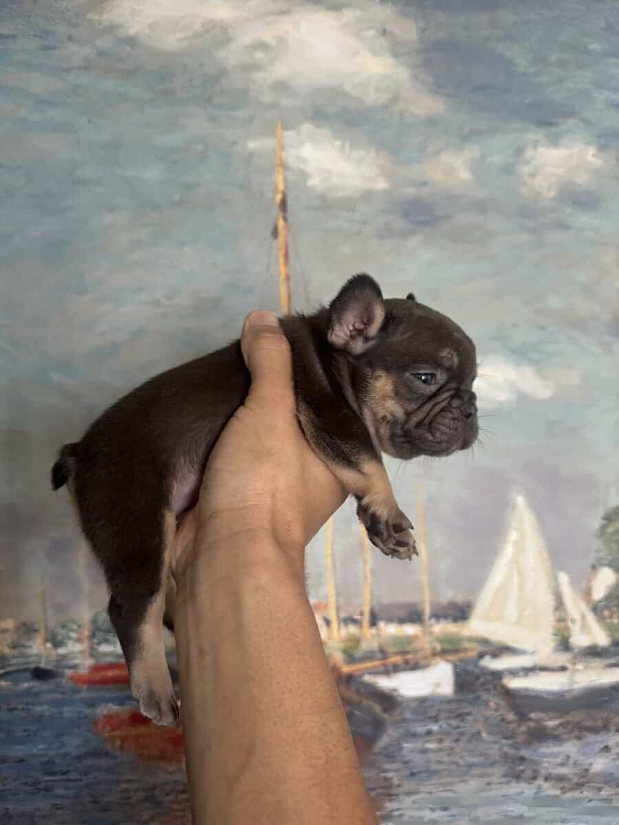 French Bulldog Puppies image 8