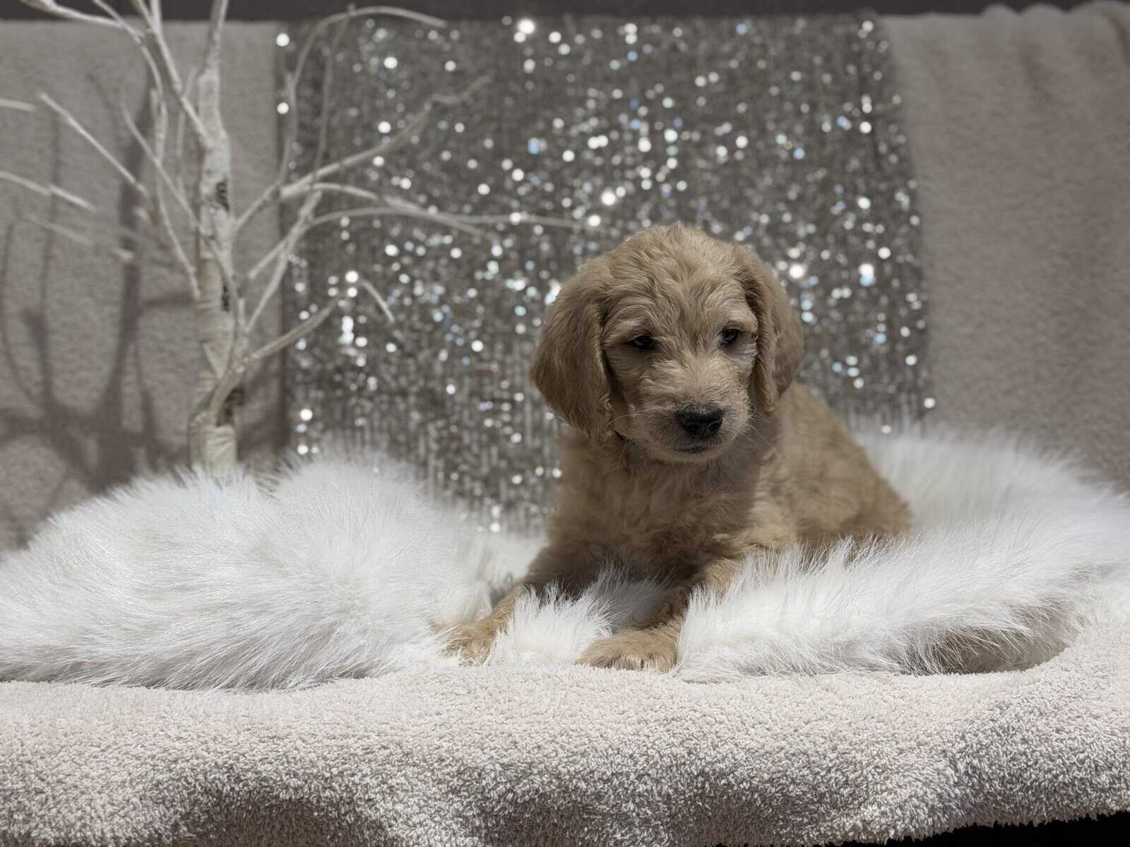 Double Doodle puppies image 1