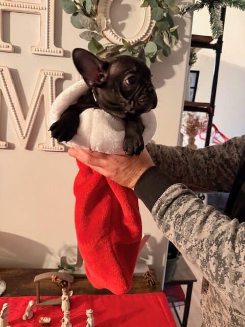 🐾 Miniature French Bulldog Puppies – 9 Weeks Old image 3