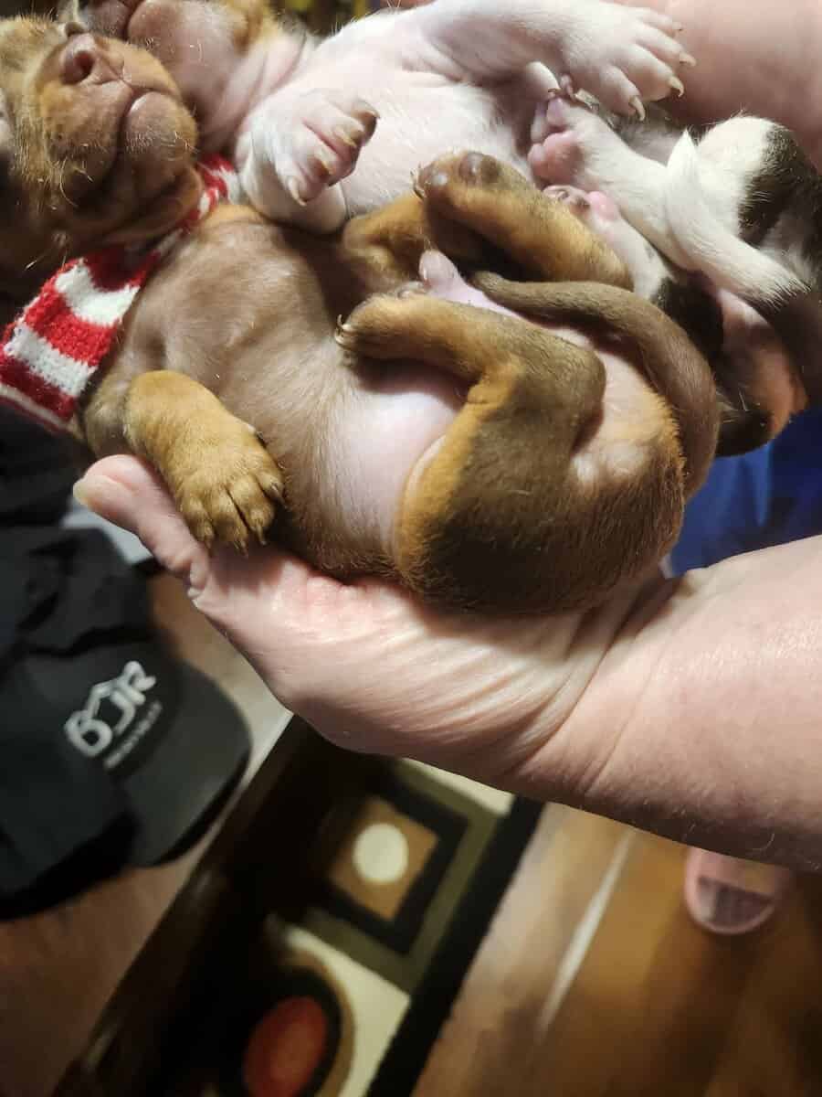 Chihuahua puppies for sale image 6