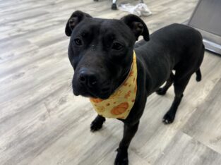 Bambi ( 3 Years ) Female