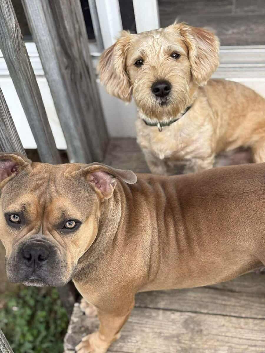 Puppies image 3