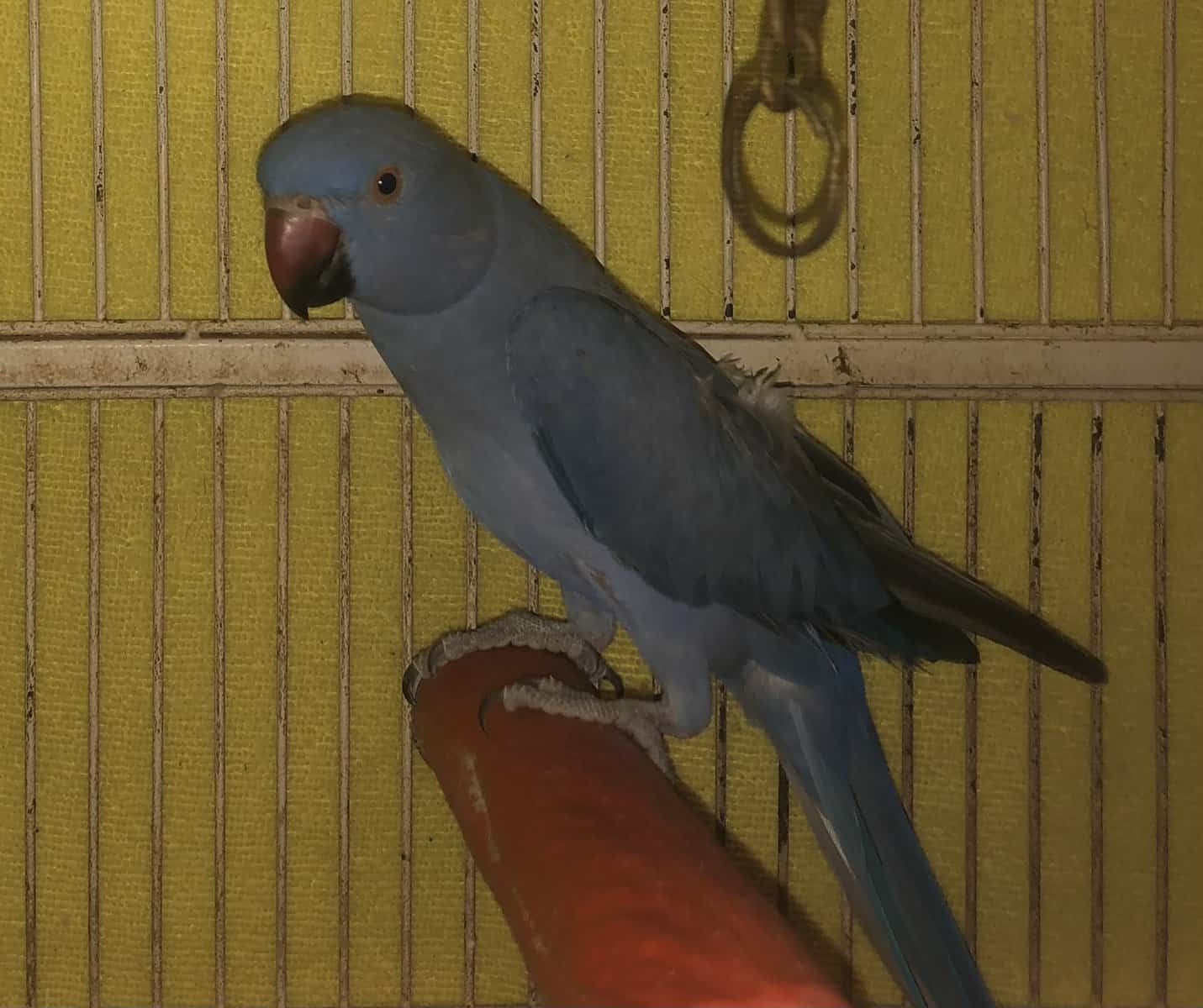 Indian Ringneck Houston TX image 1
