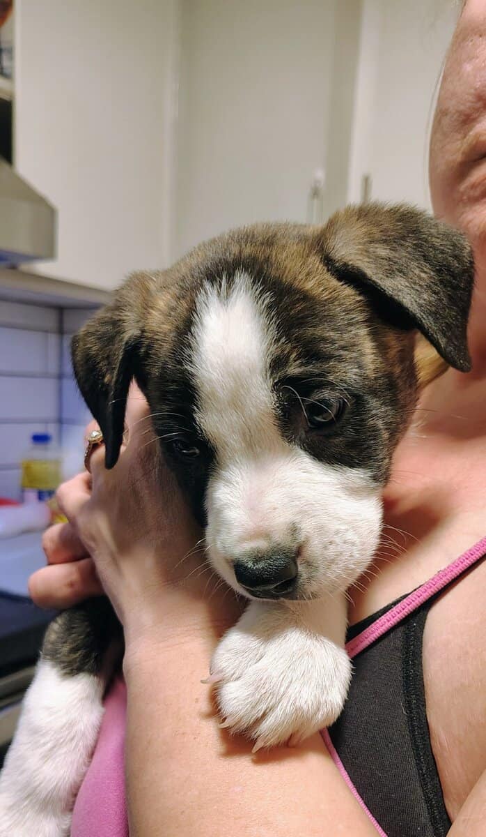 6 puppies image 7