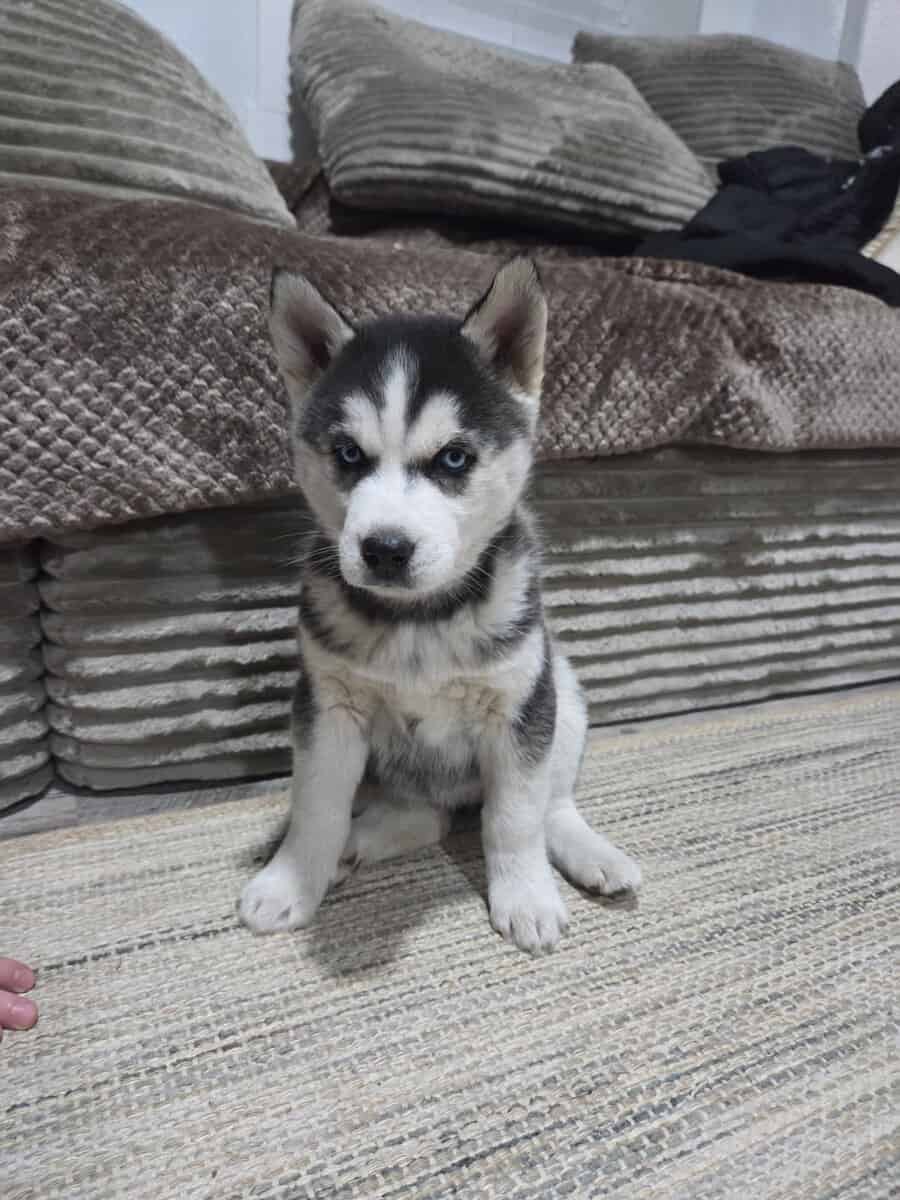 Sebirian puppys for sale image 4