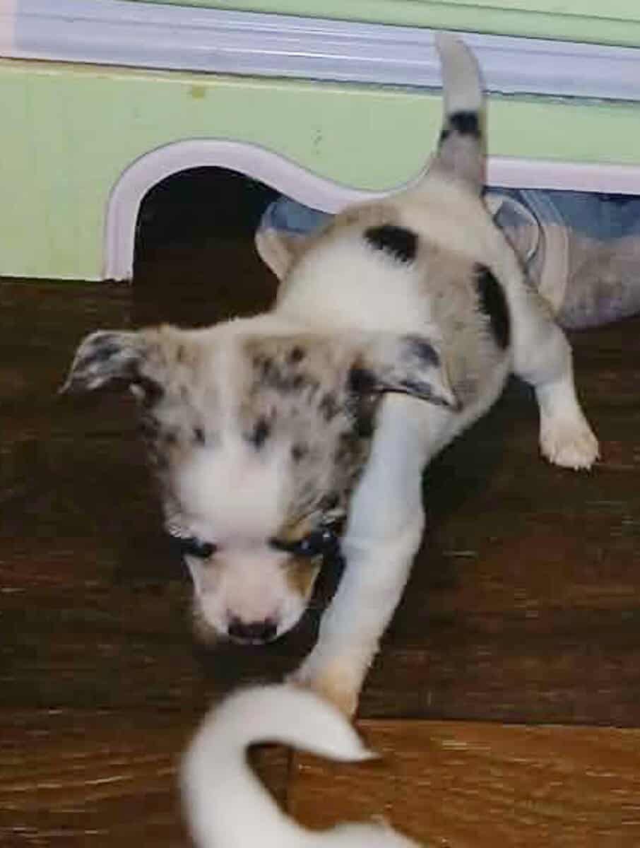 Tiny white with Merle piebald female chihuahua pup image 7