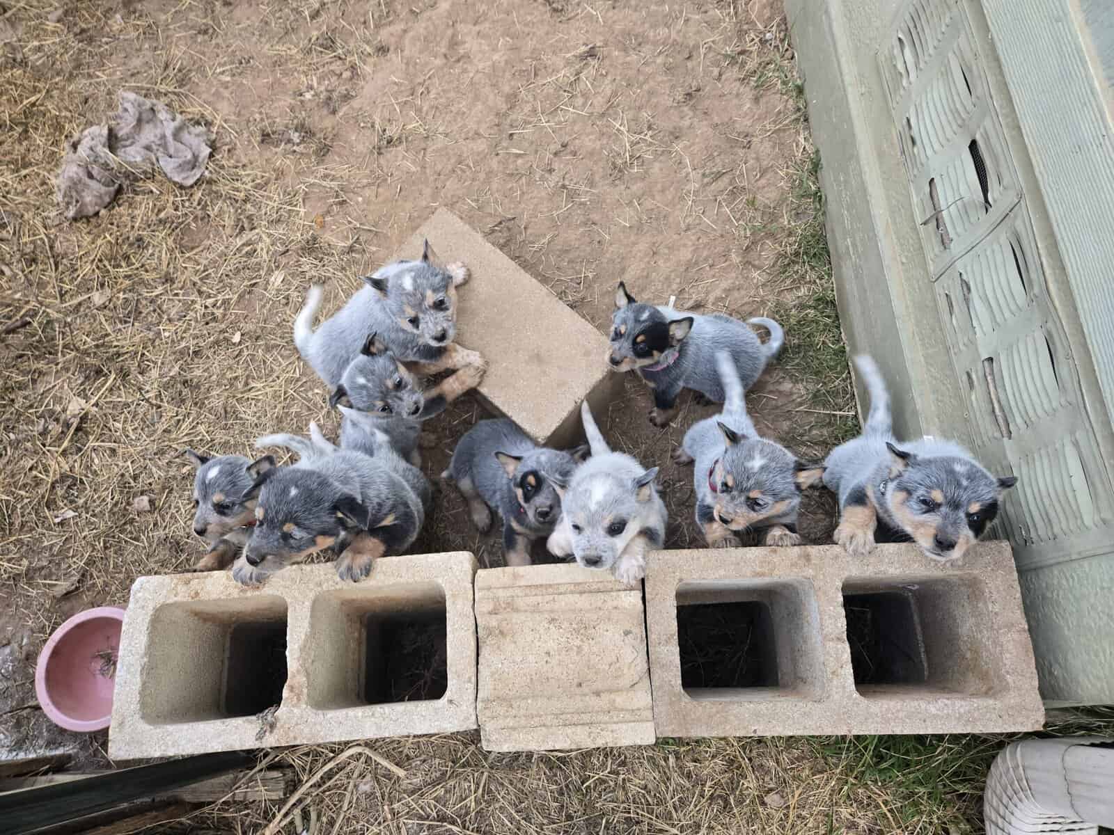 Blue heeler puppies image 4