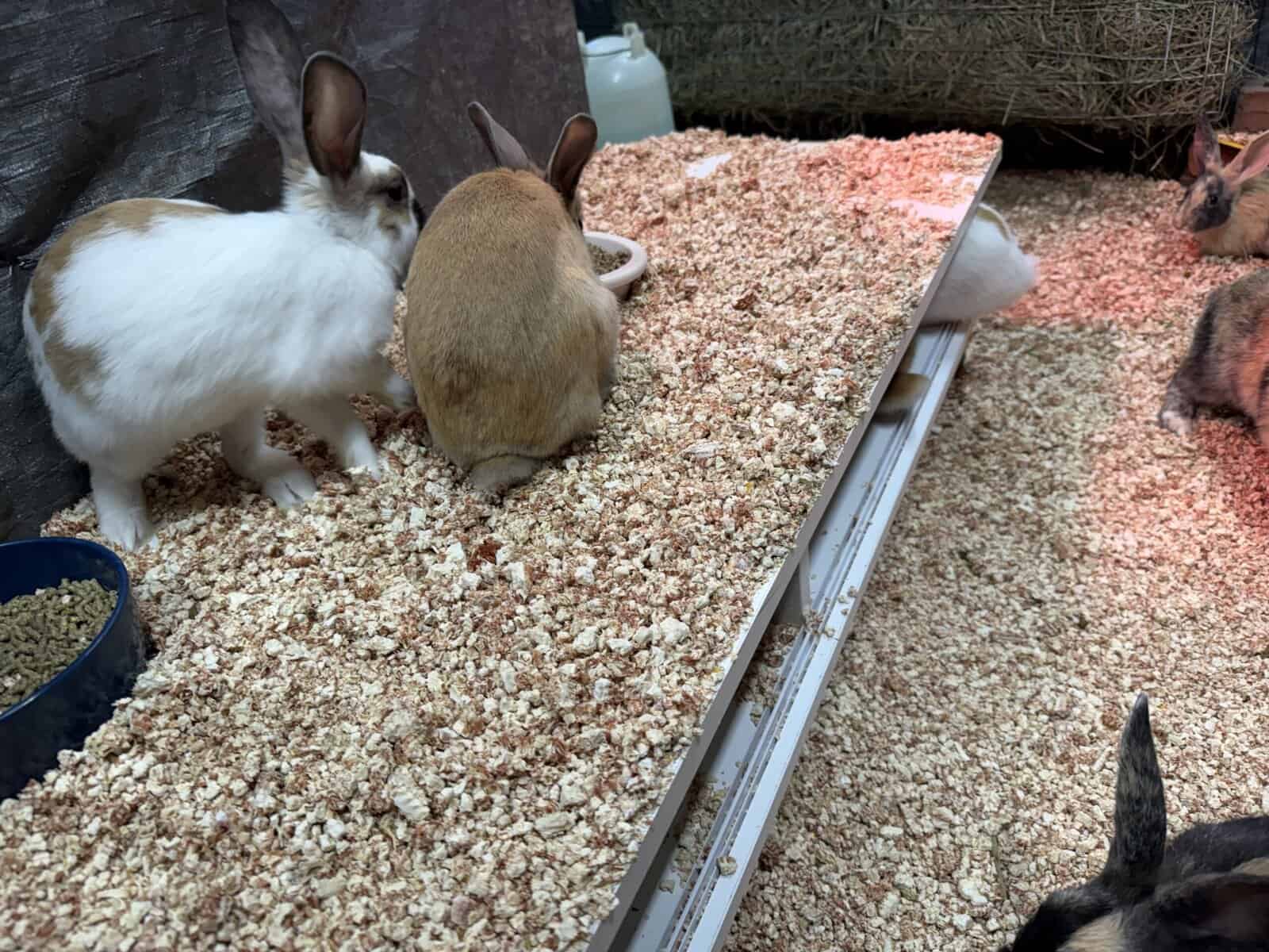 New Zealand Bunny Kits — Sweet, Chunky, & Ready No image 12