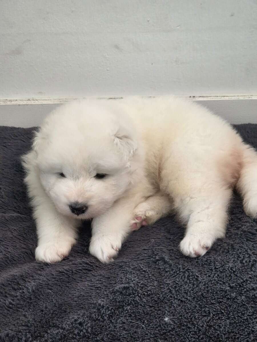 Samoyed female's 4 weeks image 7
