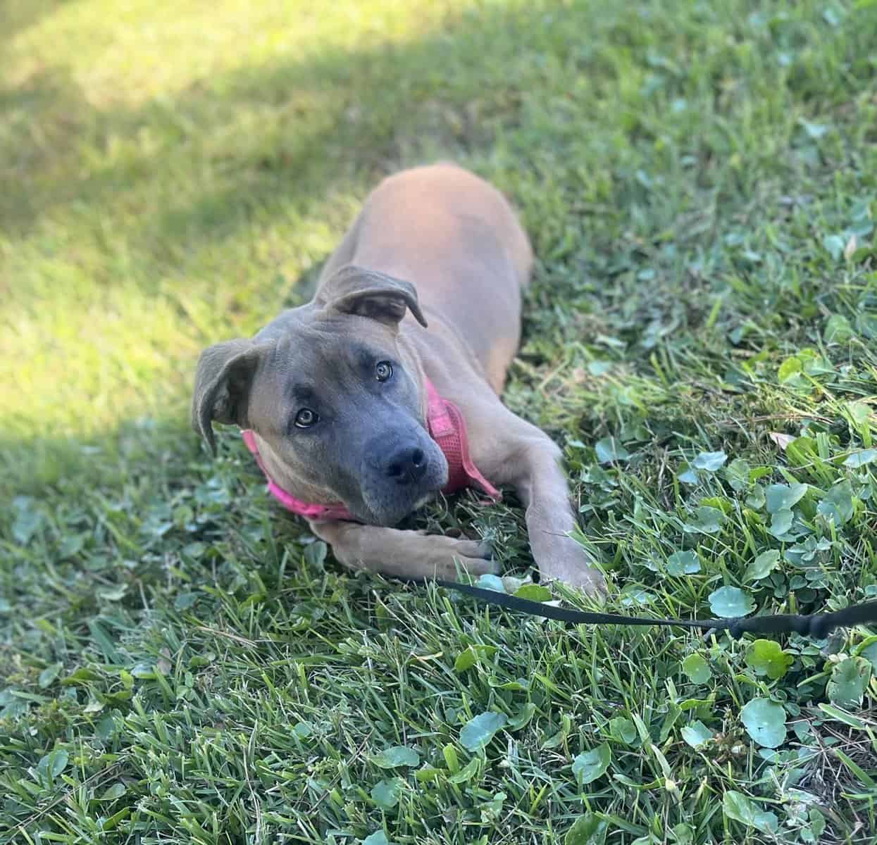 ADOPT A DOG image 1