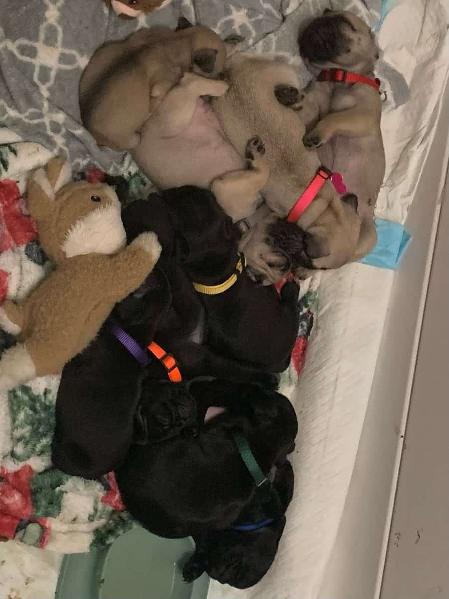Pug puppies for sale image 16