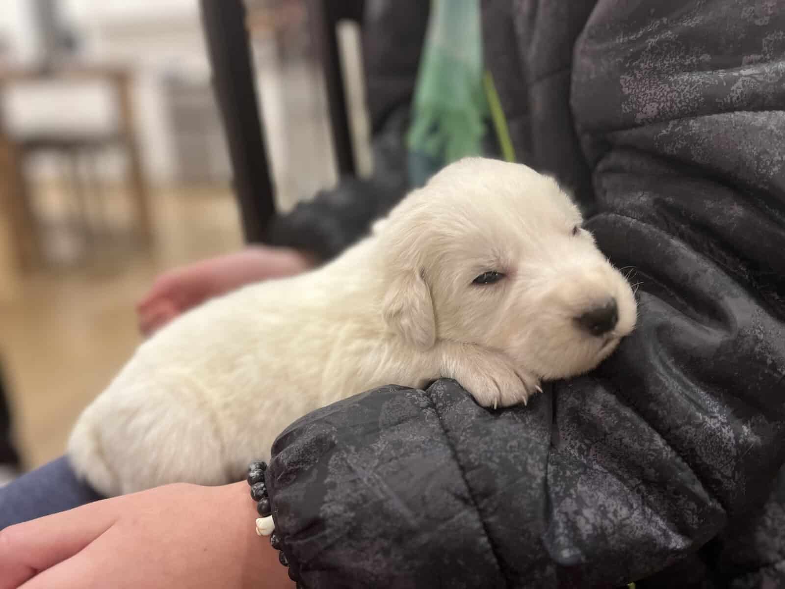Farm Raised Maremma Livestock Guardian Puppies image 5