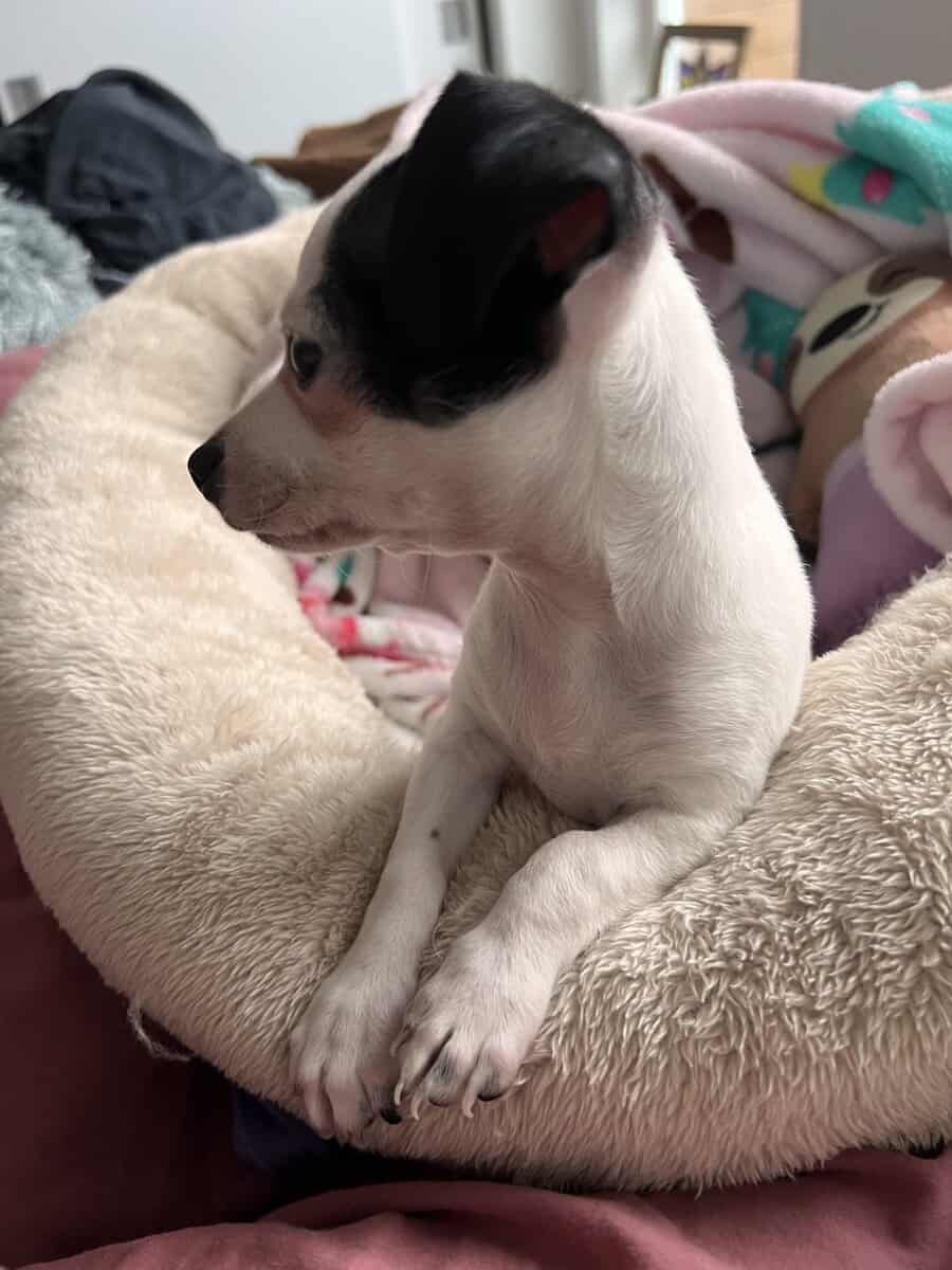 A loving home for puppy Shiro free adoption image 3