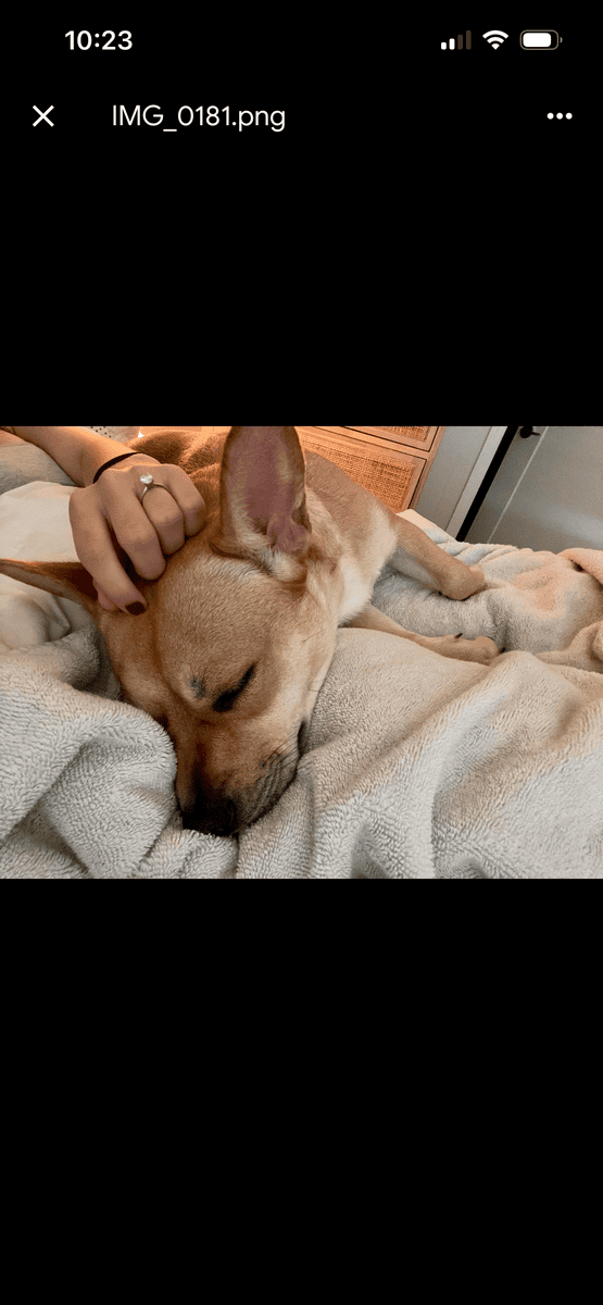 Meet Evie- Adorable, fun Frenchie mix seeking home image 1