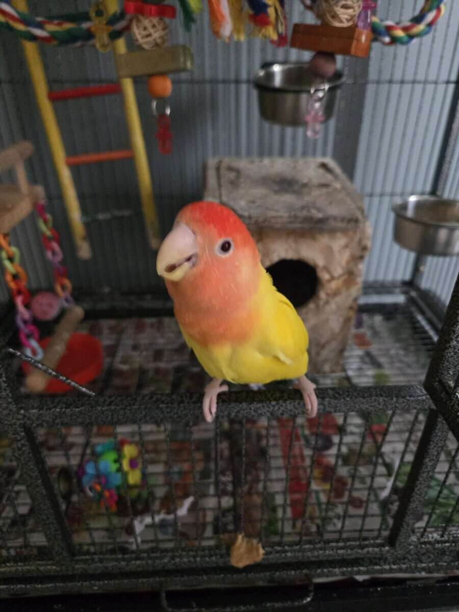Cage/toys included! Red Headed Lutino Lovebird image 3