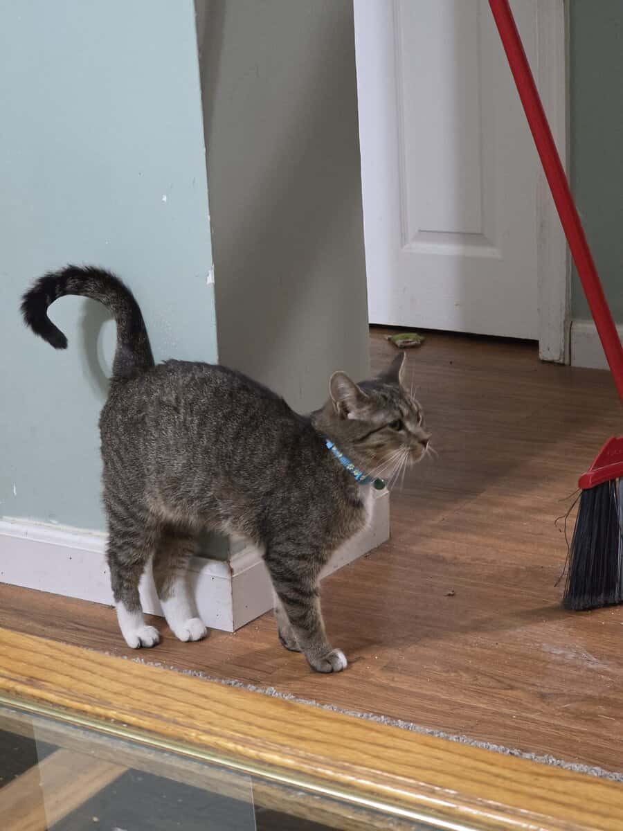 Two Tabby Sisters Looking For A Forever Home image 2