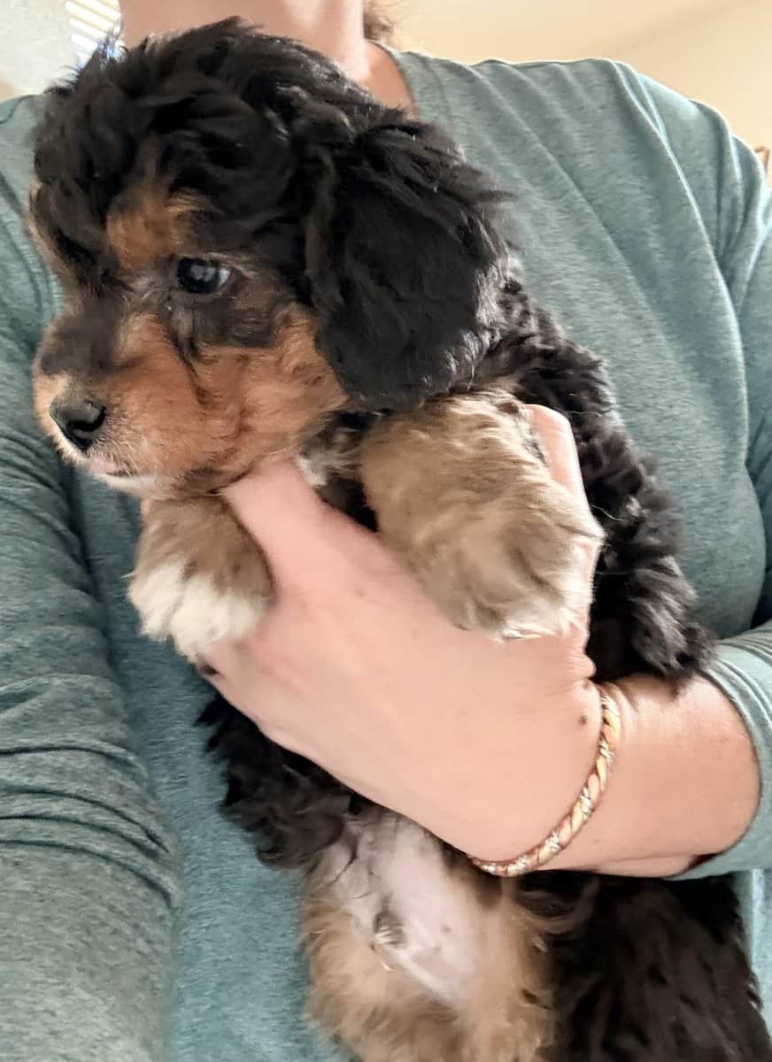 Aussiedoodle image 5
