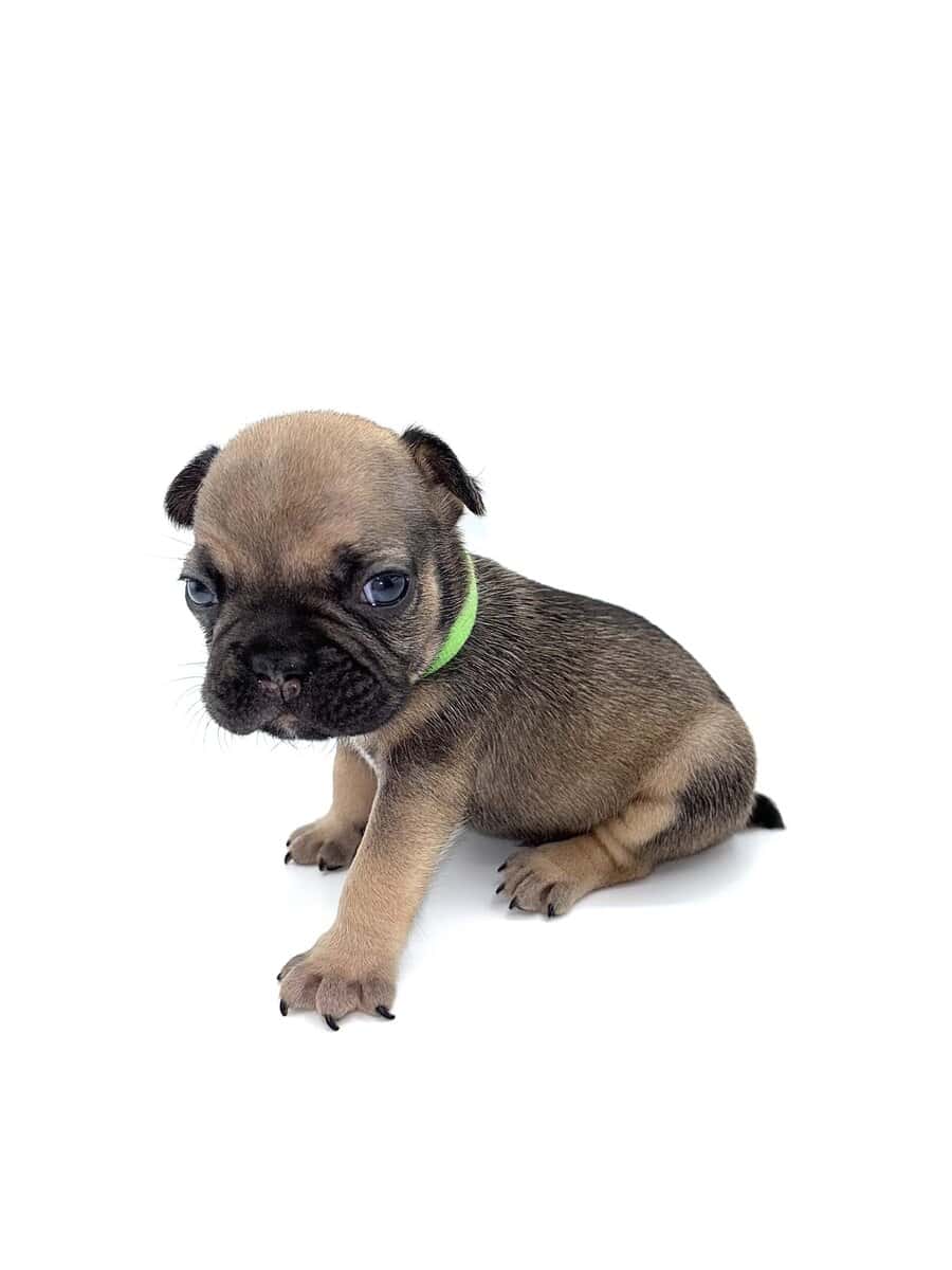 Frenchies carrying pink and fluffy image 5