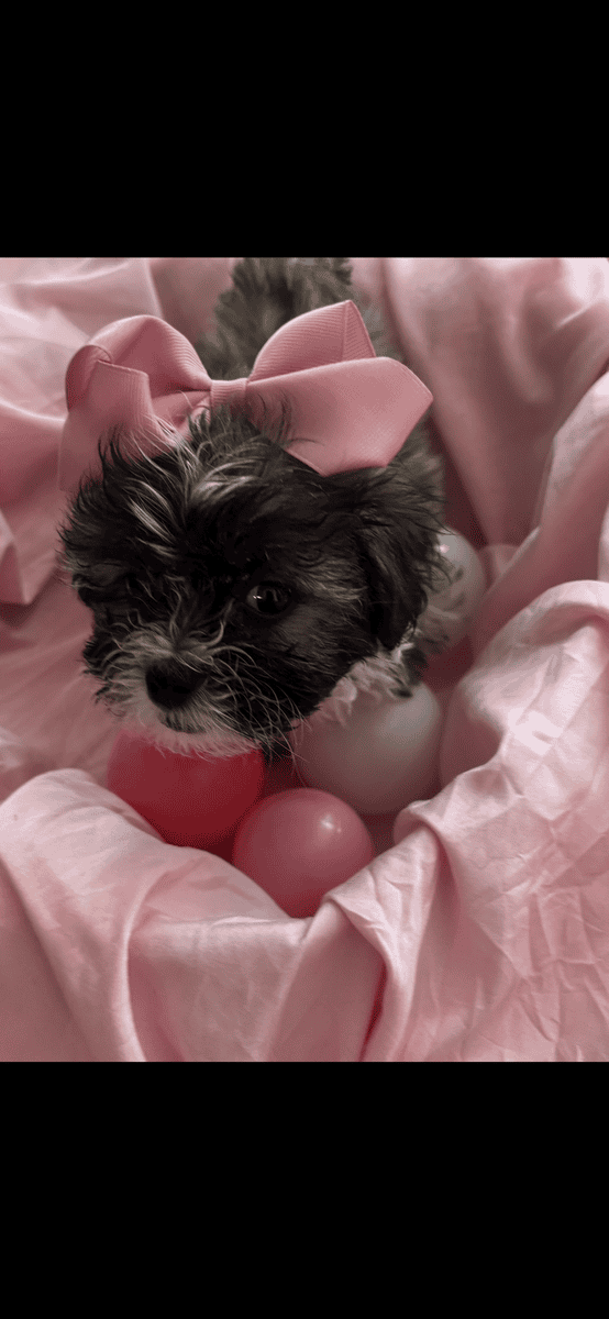 Beautiful Female Maltese x Shih Tzu image 7