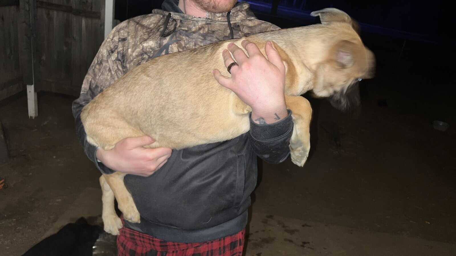 Puppies for sale! image 4