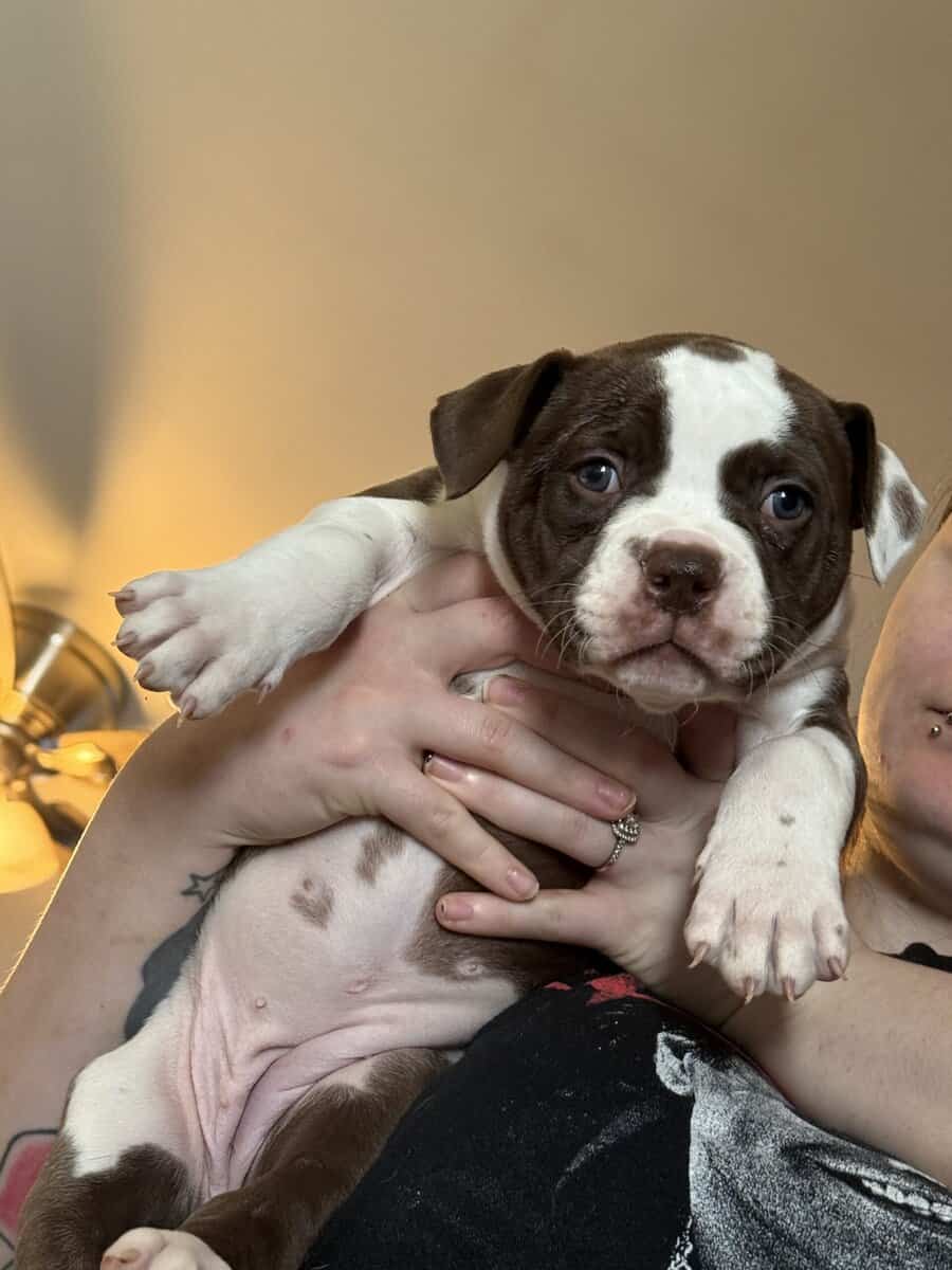 Puppies for Sale! image 9