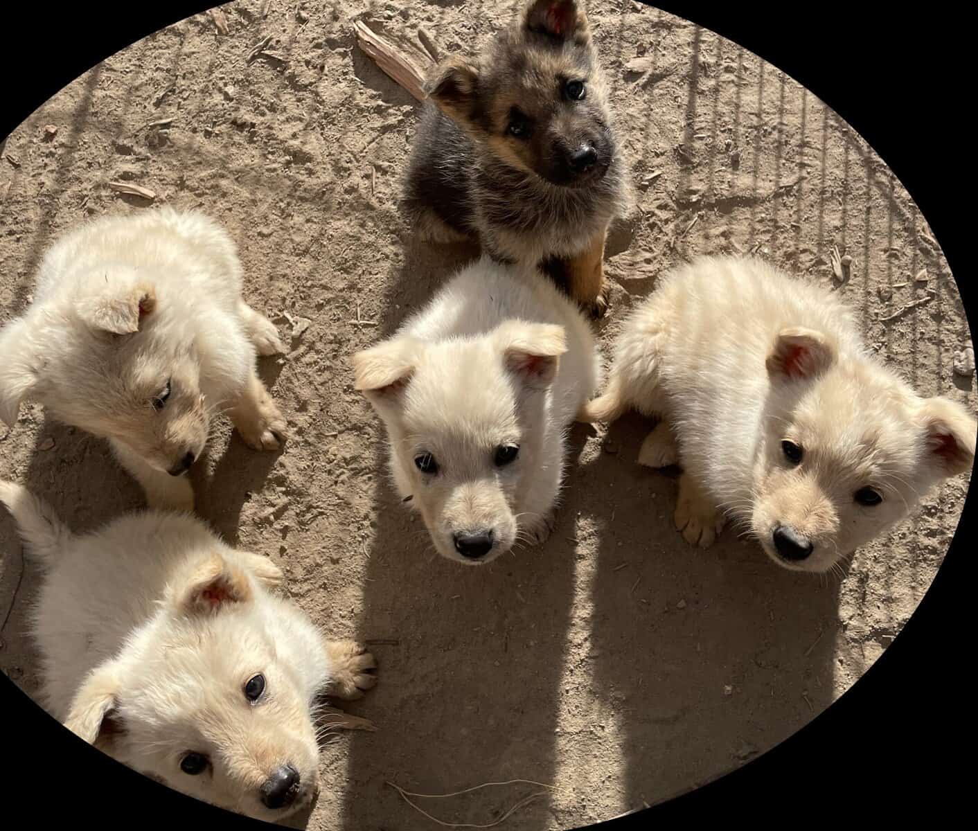 Puppies image 3