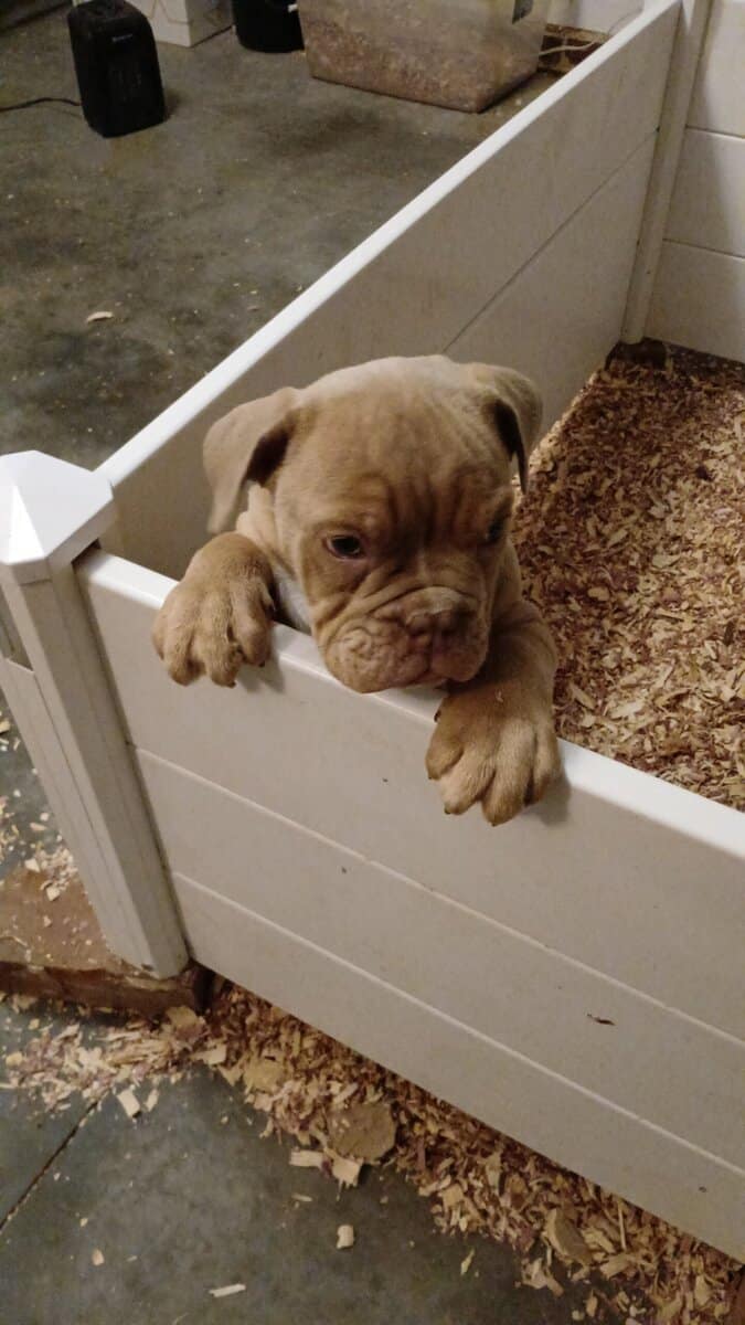 Male Olde english bulldogge image 3