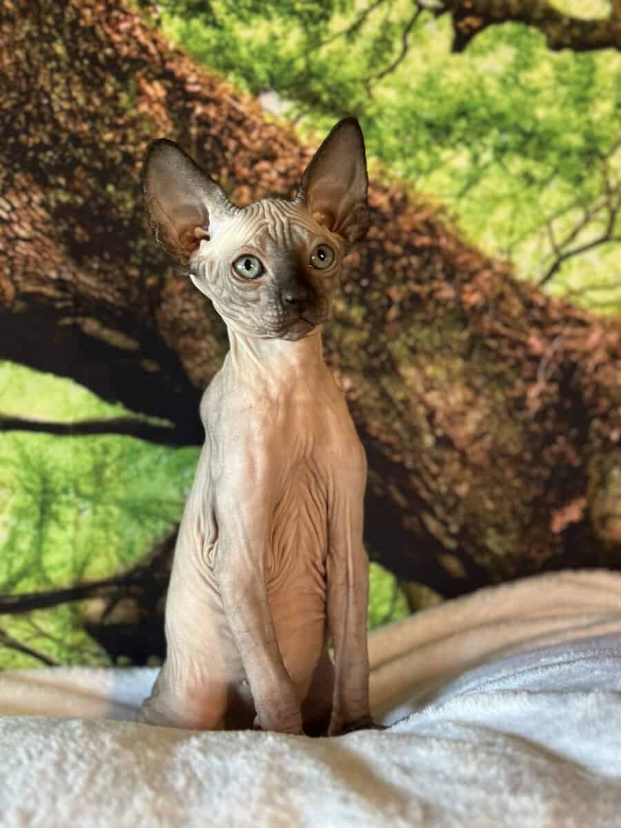 Sphynx kitten image 5