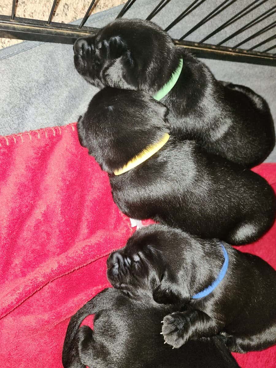 Registered Black Labrador Retriever puppies image 8