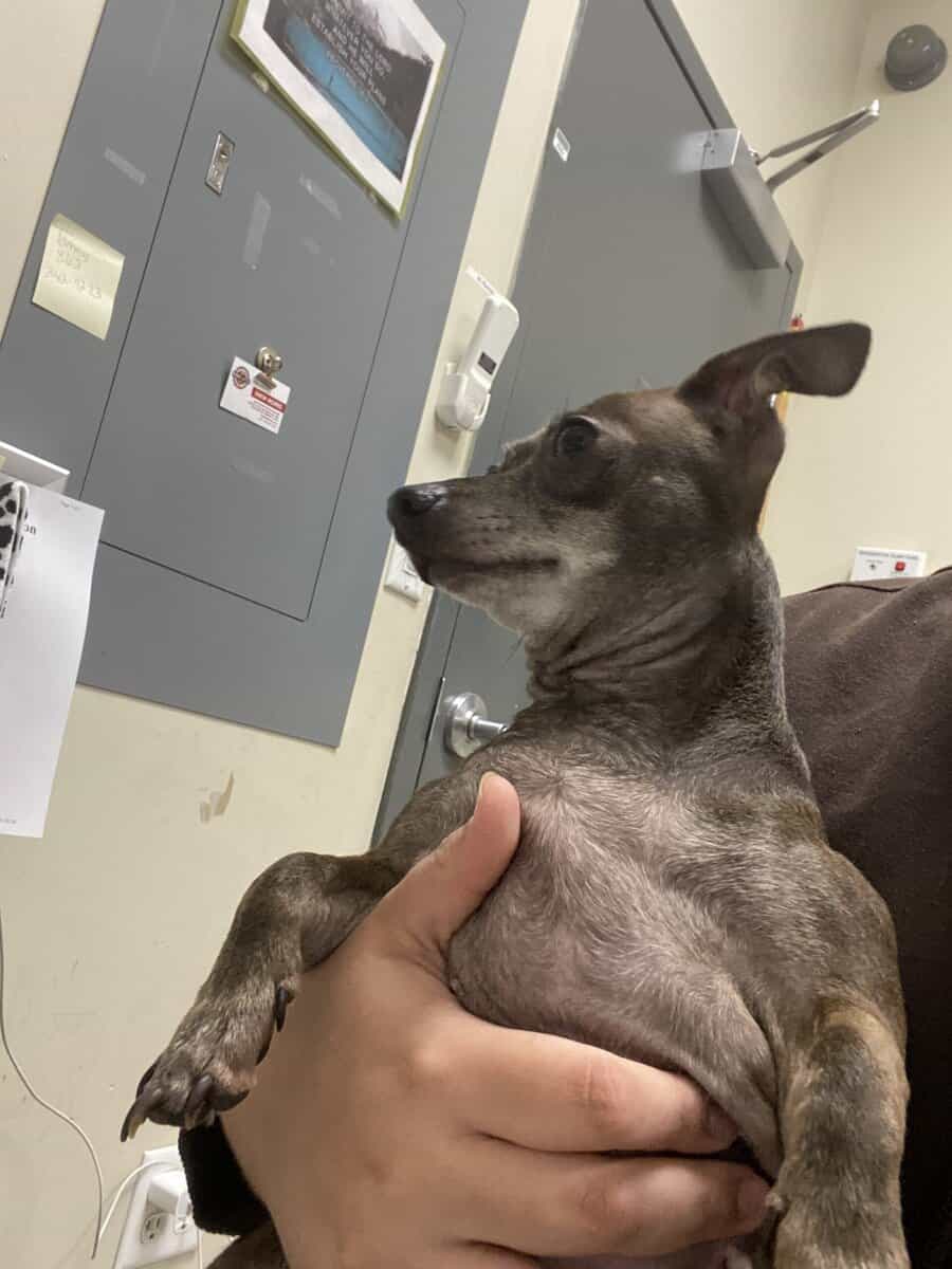 Chihuahua image 3